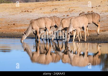 Group of female Greater Kudu, Tragelaphus strepsiceros, drinking in the Boteti River, Makgadikgadi Pans National Park, Kalahari, Botswana Stock Photo