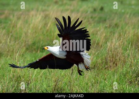 A beautiful African Fish Eagle spreading its wings and taking off for a flight, dry grass in the background, taken on safari in Kenya Stock Photo