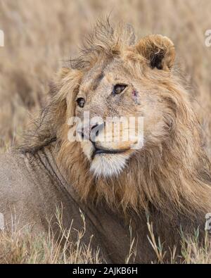 Portrait of a male lion looking over its shoulder with a scar on its face