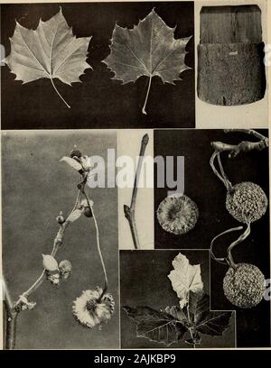 The tree book : A popular guide to a knowledge of the trees of North America and to their uses and cultivation . Pistillate flowers B. Staminate flowers THE SWEET GUM (Liquidambar Styracifua) The star-shaped leaves and the corky ridges on the twigs are distinguishing characters. The flowers appear in May after theThe staminate are in racemes at the ends of the twigs. The pistillate are in heads on long stems from leaf axils leaves.. A. Pistillate flowers B. Staminate flowers C. Fruit of previous year THE SYCAMORE (Platanus occidentals) The broad leaf is strongly veined and toothed, yellow gree Stock Photo