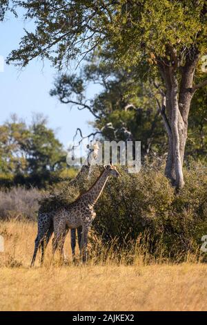 Southern giraffe, Giraffa giraffa, Bushman Plains, Okavanago Delta, Botswana Stock Photo