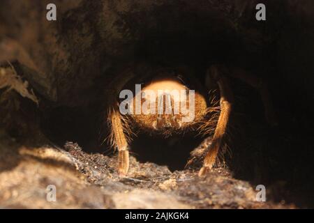 Big and hairy tarantula at the Milwaukee Public Museum Stock Photo - Alamy