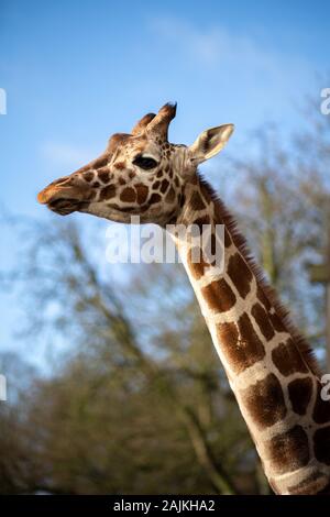 Giraffes in Copenhagen Zoo Stock Photo