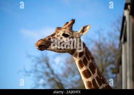 Giraffes in Copenhagen Zoo Stock Photo