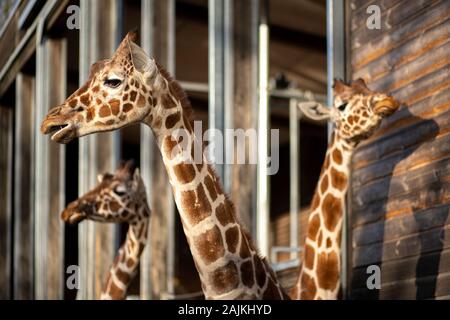 Giraffes in Copenhagen Zoo Stock Photo