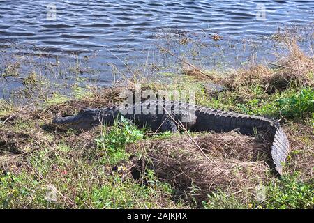 Alligator At Circle B Bar Reserve In Polk County In Lakeland Florida ...