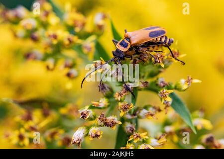 Goldenrod Soldier Beetle Insects on Fresh Yellow Flowers in Autumn Season Stock Photo