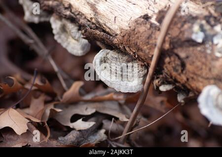 Fungus Discs Growing on Fallen Tree Trunk in Forest Area at Local Park Stock Photo