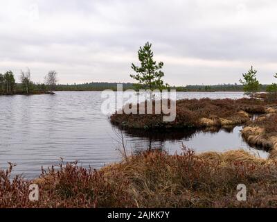 bog landscape with red mosses, small bog pines, small bog lakes and wind moving water Stock Photo