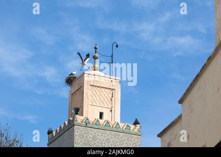 Two white storks (Ciconia ciconia) – one flying and one in the nest on the top of minaret of Al-Hamra Mosque (or Red Mosque) in Fes (Fez), Morocco Stock Photo