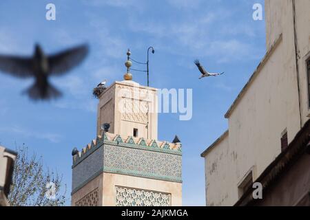 Two white storks – one flying and one in the nest on the minaret of Al-Hamra Mosque (or Red Mosque) in Fes (Fez) and the blurry image of another bird