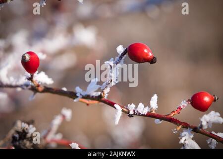Dog Rose Shrub Covered with Rime Ice (Rosa Canina) Stock Photo