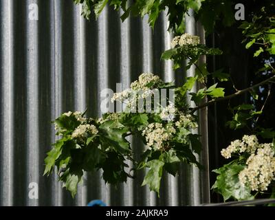 Sorbus torminalis, Wild service tree Stock Photo