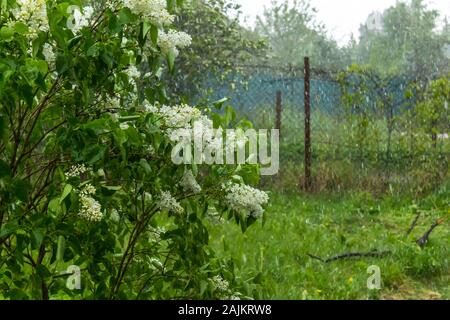 Spring outside the city. Village garden during the rain. Lilac bush with white flowers under streams and drops of water. Stock Photo