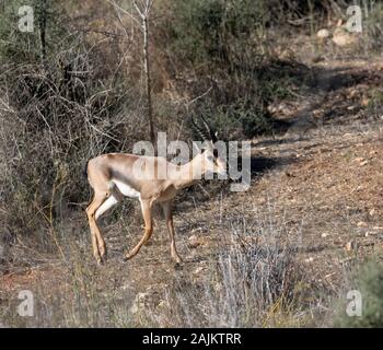 A male mountain gazelle in gazelle valley national park, Jerusalem, Israel Stock Photo