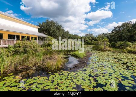 Pond with water lilies, Everglades, Florida. Stock Photo