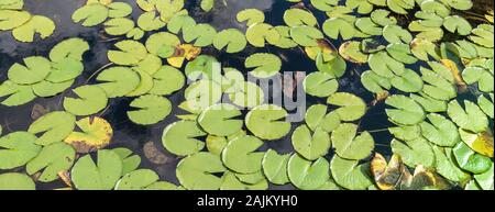 Green water lily leaves background. Stock Photo