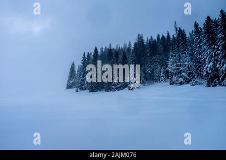 Snow covered forest and meadow, zakopane, poland Stock Photo