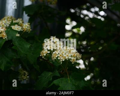 Sorbus torminalis, Wild service tree Stock Photo