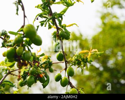 Aphid infestation of plum leaves, unripe plums Stock Photo