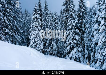 Snow covered meadow and track, Zakopane, Poland Stock Photo