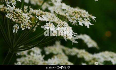 Umbellifer, Heracleum sphondylium, white lacy flowers, hogweed, close up Stock Photo