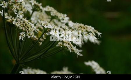 Hogweed white lacy flowers close up Stock Photo