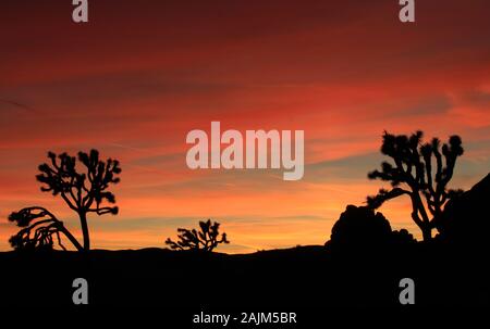 Beautiful Red Sunset, Joshua Tree National Park, California Stock Photo