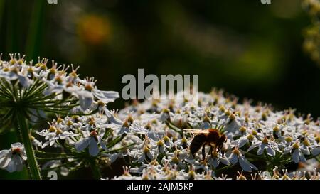 Hogweed white lacy flowers with bee Stock Photo