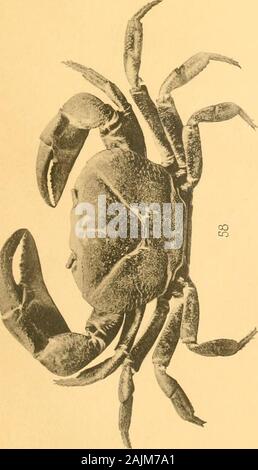 'Catalogue of the Indian Decapod Crustacea in the Collection of the ...