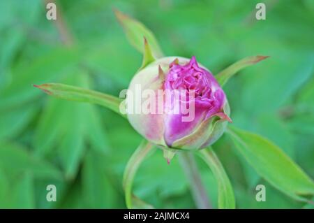 Peony flower with a bud with delicate pink petals and green leaves on a bush on a spring day Stock Photo