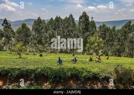 Gicumbi, Rwanda - September 2019: People with big baskets in their arms are picking fresh tea in a tea plantation on September 20, 2019 in Gicumbi. Stock Photo