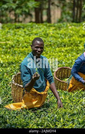 Gicumbi, Rwanda - September 2019: People with big baskets in their arms are picking fresh tea in a tea plantation on September 20, 2019 in Gicumbi. Stock Photo