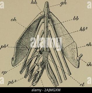Smithsonian miscellaneous collections . eb^ cl ^cb^ Elops sauries ...