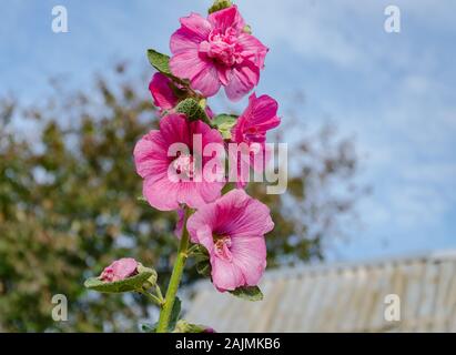 delicate flowers of mallow against the blue sky, summer day in the garden, closeup Stock Photo