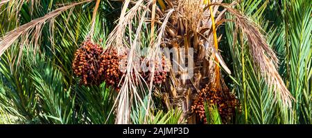Date Palm in Draa valley oasis, Morocco Stock Photo