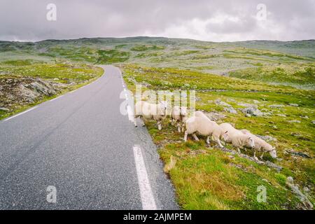 Sheep walking along road. Norway landscape. A lot of sheep on the road in Norway. Rree range sheep on a mountain road in Scandinavia. Sheep Farming Stock Photo