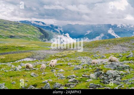 Sheep walking along road. Norway landscape. A lot of sheep on the road in Norway. Rree range sheep on a mountain road in Scandinavia. Sheep Farming Stock Photo