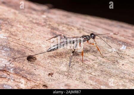 A female Ichneumonid Wasp (Xorides sp.) perches on a dead tree. Stock Photo