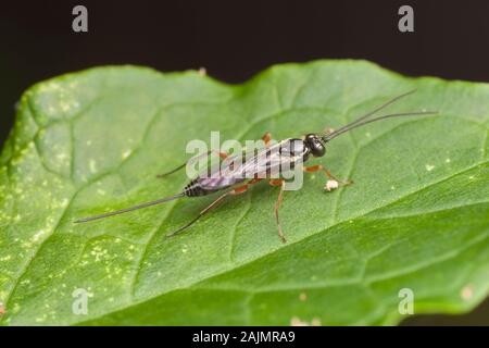 Ichneumonid Wasp (Atrophini) - female Stock Photo