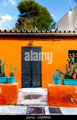 san pedro cactus order San Pedro Cactus for Sale | Trichocereus Pachanoi main image 1