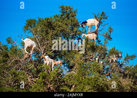 Goats climbed a tree and eat leaves, Essaouira, Souss-Massa-Draa region, Marocco Stock Photo