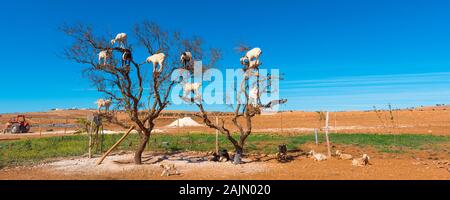 Goats climbed a tree and eat leaves, Essaouira, Souss-Massa-Draa region, Marocco Stock Photo