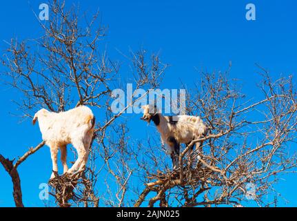 Goats climbed a tree and eat leaves, Essaouira, Souss-Massa-Draa region, Marocco Stock Photo