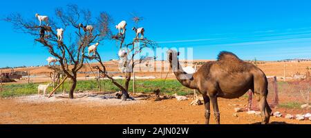 Goats climbed a tree and eat leaves, Essaouira, Souss-Massa-Draa region, Marocco Stock Photo