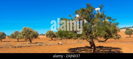 Goats climbed a tree and eat leaves, Essaouira, Souss-Massa-Draa region, Marocco. Copy space for text Stock Photo