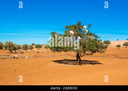 Goats climbed a tree and eat leaves, Essaouira, Souss-Massa-Draa region, Marocco. Copy space for text Stock Photo