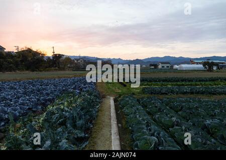 Beautiful sunset over rows of leafy greens in small Japanese farm Stock Photo