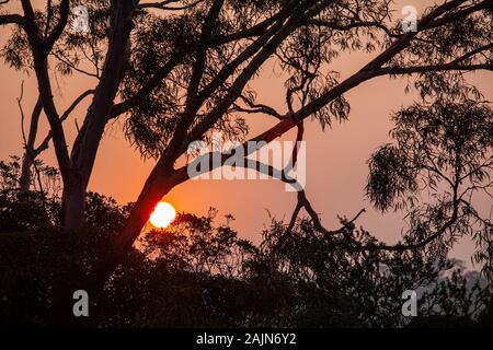 Red sun shining through gum tree silhouette closeup Stock Photo