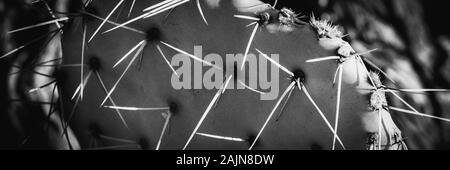 Panoramic format close up of spines on pad of prickly pear cactus with back lighting, Arizona, USA, in black and white Stock Photo